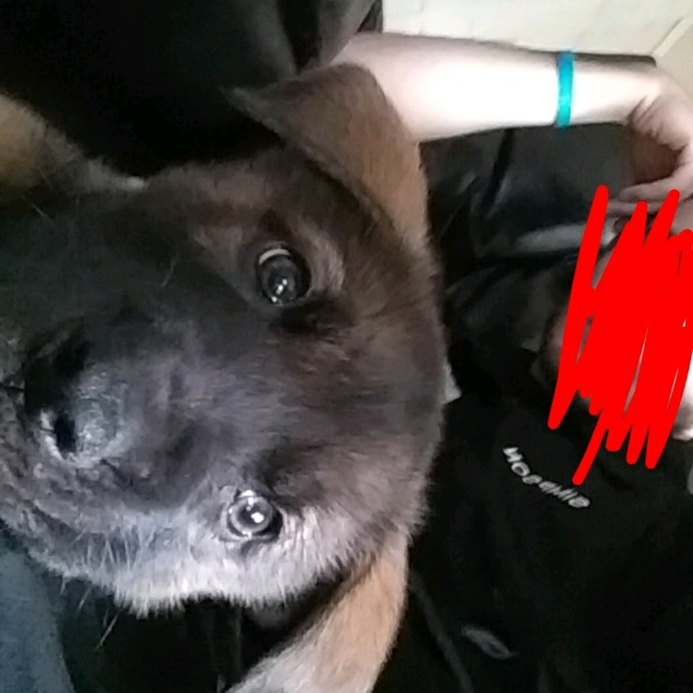 Meet your Posher, Jessie